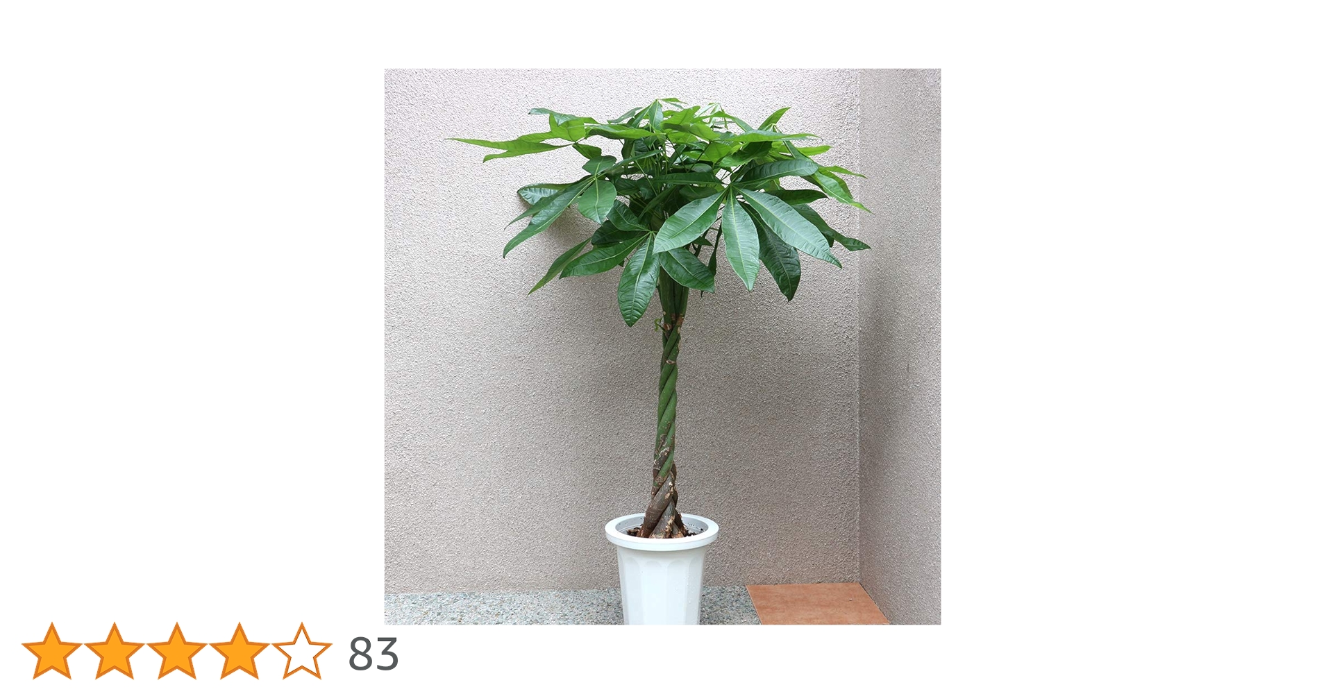 パキラ 高さ約1.5メートル パキラ 高さ約1.5メートル